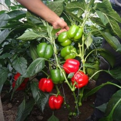 Hạt giống ớt ngọt