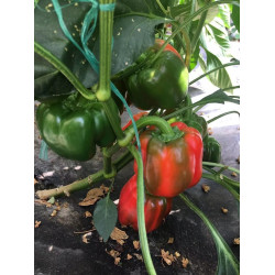 Hạt giống ớt ngọt