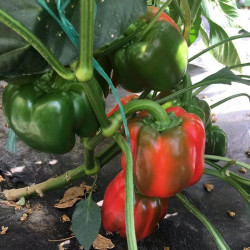 Hạt giống ớt ngọt