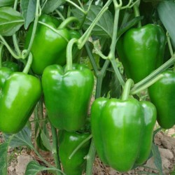 Hạt giống ớt chuông xanh F1