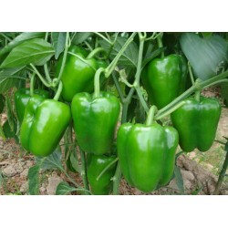 Hạt giống ớt chuông xanh F1