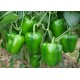 Hạt giống ớt chuông xanh F1