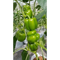 Hạt giống ớt chuông xanh F1