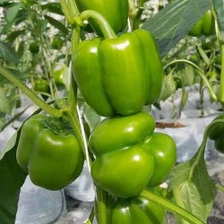 Hạt giống ớt chuông xanh F1