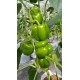 Hạt giống ớt chuông xanh F1