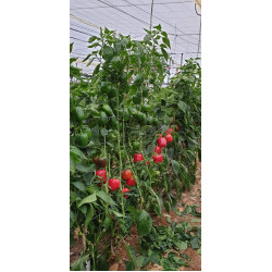 Hạt giống ớt ngọt