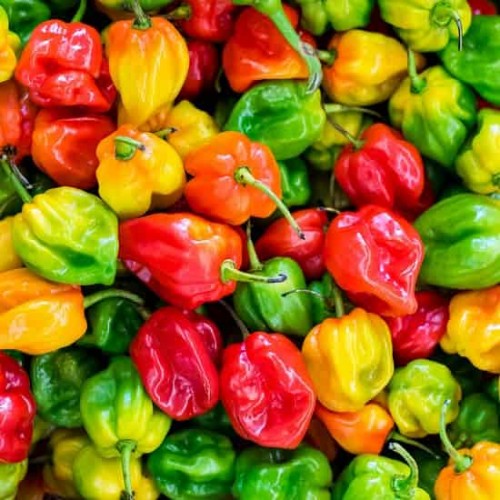 Hạt giống ớt Habanero siêu cay