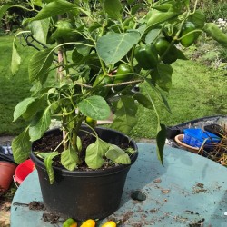 Hạt giống ớt ngọt mỹ baby