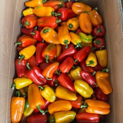 Hạt giống ớt ngọt mỹ baby