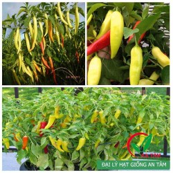 Hạt giống ớt Sừng vàng