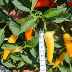 Hạt giống ớt sừng ba màu cay thơm