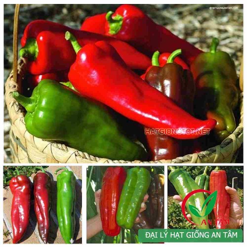 Hạt giống ớt sừng bò F1