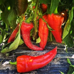 Hạt Giống Ớt Trái Cây