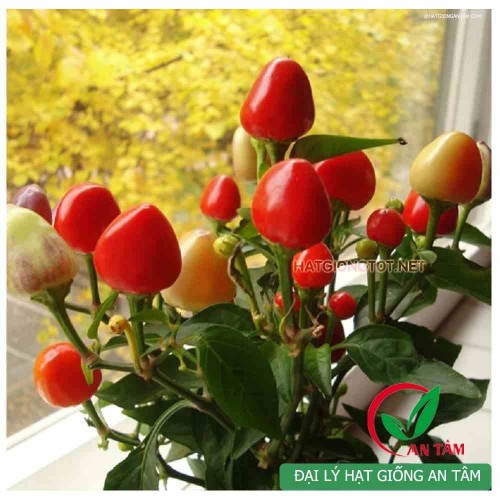 Hạt giống ớt trái đào tiên