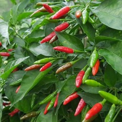 Hạt giống ớt xiêm xanh