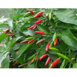 Hạt giống ớt xiêm xanh Hạt giống ớt xiêm xanh