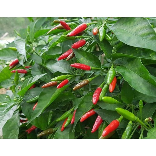 Hạt giống ớt xiêm xanh