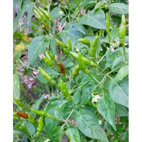 Hạt giống ớt xiêm xanh