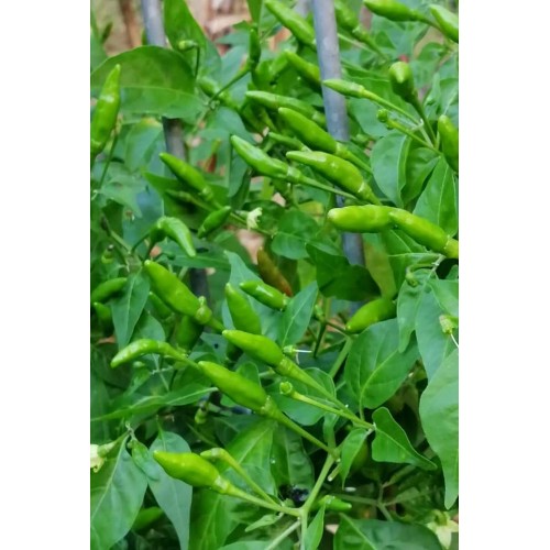 Hạt giống ớt xiêm xanh