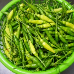 Hạt giống ớt xiêm xanh