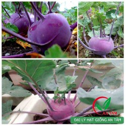 Hạt giống su hào tím