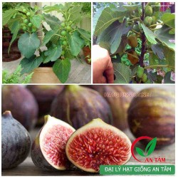 Hạt giống sung mỹ