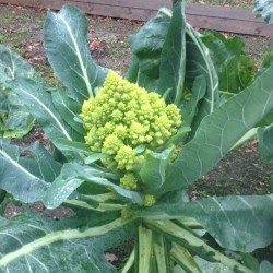 Hạt giống súp lơ san hô