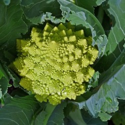 Hạt giống súp lơ san hô