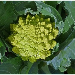 Hạt giống súp lơ san hô