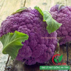 Hạt giống súp lơ tím Hạt giống súp lơ tím