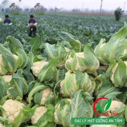 Hạt giống súp lơ trắng F1 Hạt giống súp lơ trắng F1