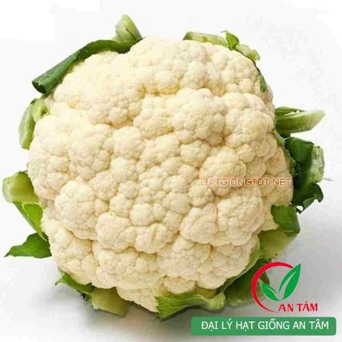 Hạt giống súp lơ trắng F1