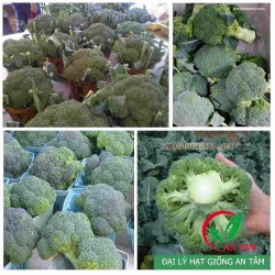 Hạt giống súp lơ xanh Hạt giống súp lơ xanh