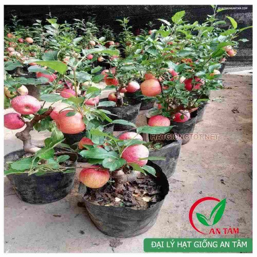 Hạt giống táo tây lùn