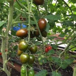 Hạt giống cà chua socola quả dài