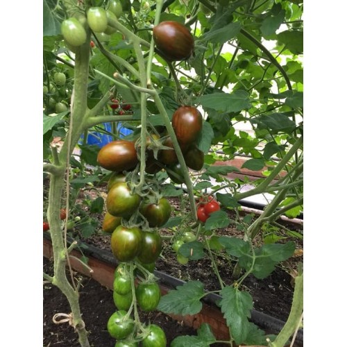 Hạt giống cà chua socola quả dài