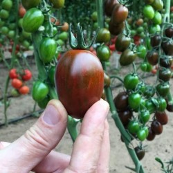 Hạt giống cà chua socola quả dài