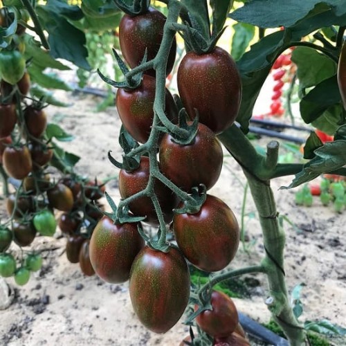 Hạt giống cà chua socola quả dài