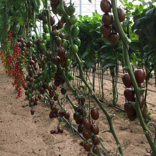 Hạt giống cà chua socola quả dài