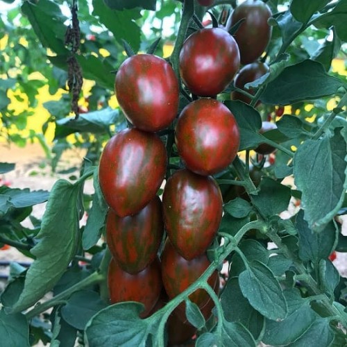 Hạt giống cà chua socola quả dài
