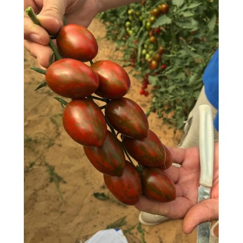 Hạt giống cà chua socola quả dài