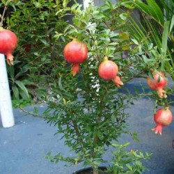 Hạt giống lựu lùn F1