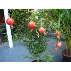 Hạt giống lựu lùn F1 Hạt giống lựu lùn F1