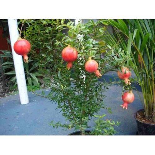 Hạt giống lựu lùn F1