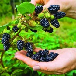 Hạt giống mâm xôi đen F1