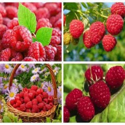 Hạt giống mâm xôi đỏ F1