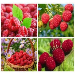 Hạt giống mâm xôi đỏ F1 Hạt giống mâm xôi đỏ F1