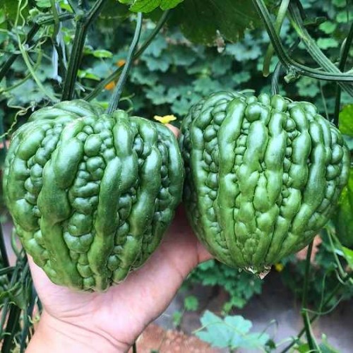 Hạt giống mướp đắng trái tim