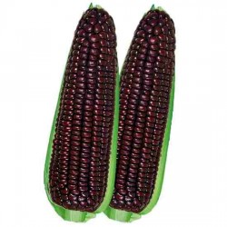 Hạt giống ngô nếp tím F1 Hạt giống ngô nếp tím F1