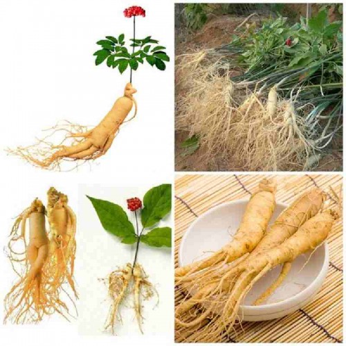 Hạt giống nhân sâm Hàn Quốc